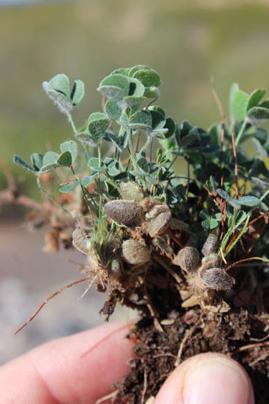  Marsilea vestita ssp.vestita